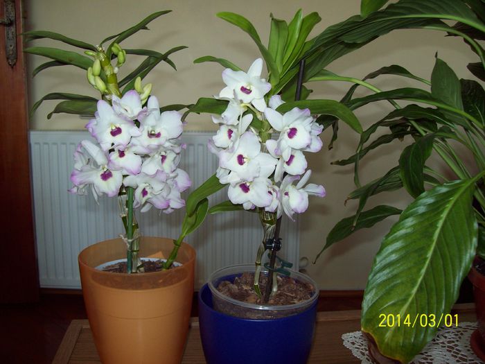 103_3971 - Aranjamente florale