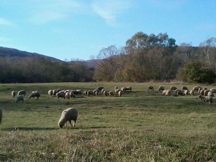 2014-10-29 14.37.29 - Oi Tigaie De Covasna