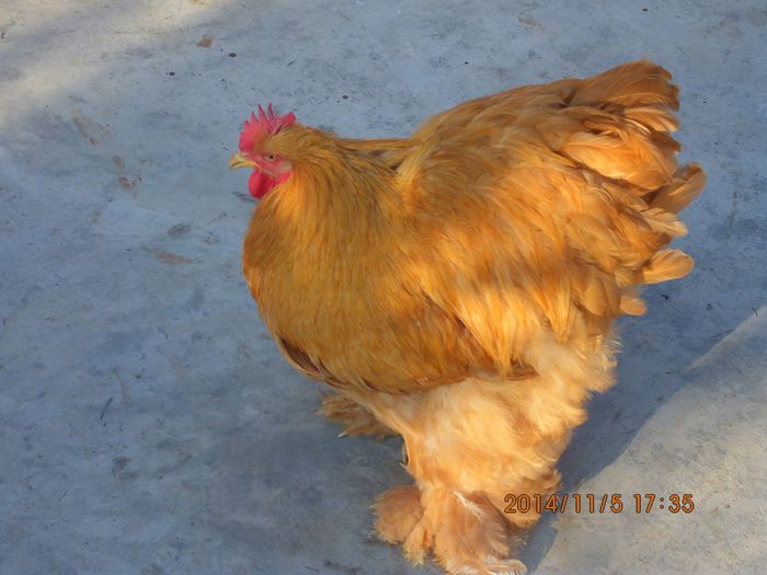 1052304_1560533507513782_4706038549152691278_o - TINERET 2014   2