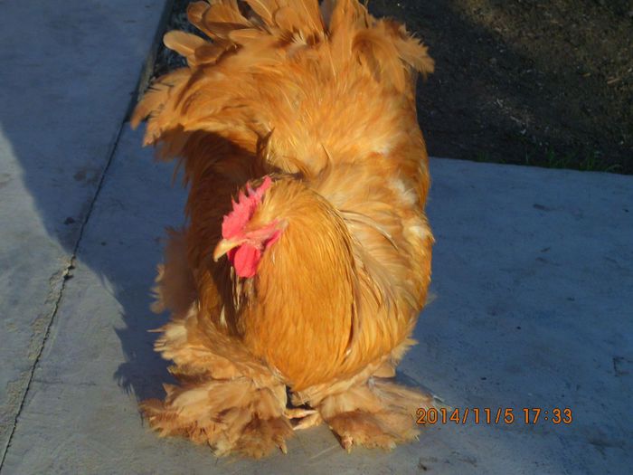 10704252_1560533567513776_1983194173706570700_o