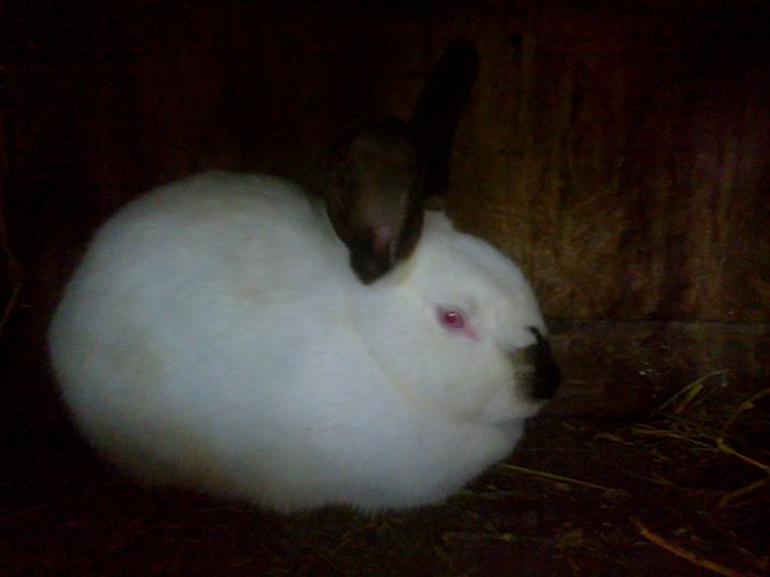 Femela 3 - II IEPURI RASA CALIFORNIAN