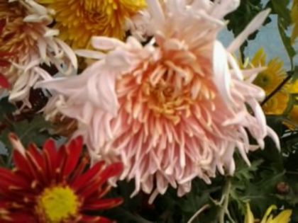 Fotografie3364 - alte flori 2