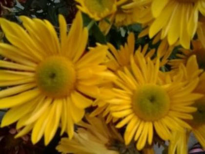 Fotografie3369 - alte flori 2