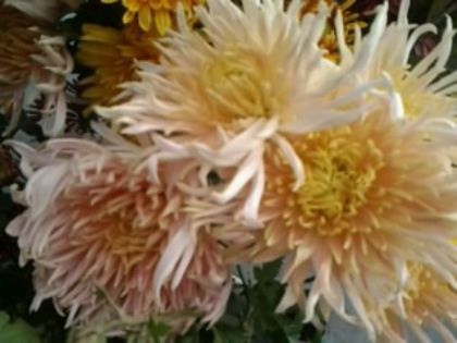 Fotografie3370 - alte flori 2