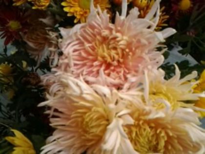 Fotografie3371 - alte flori 2