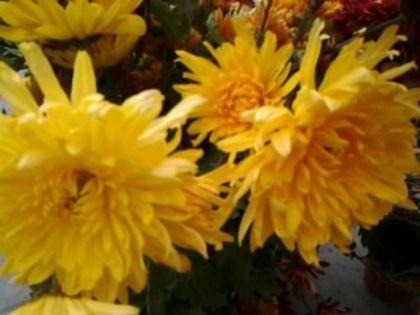 Fotografie3373 - alte flori 2