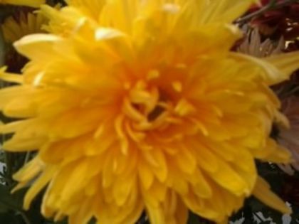 Fotografie3372 - alte flori 2