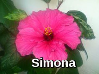 imageedit_1_2226390741 - Flori 2014
