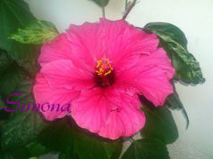 imageedit_4_8376980096 - Flori 2014