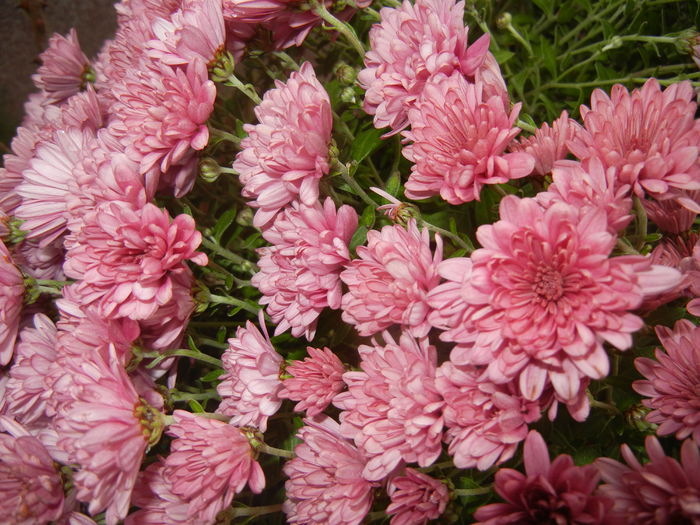 Pink Chrysanthemum (2014, Nov.02) - Pink Chrysanthemum