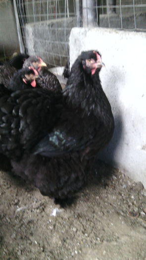 IMG_20141102_135953 - tineret cochin negru galben si barat 2014