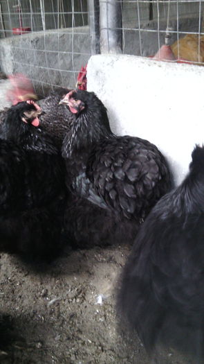 IMG_20141102_140032 - tineret cochin negru galben si barat 2014