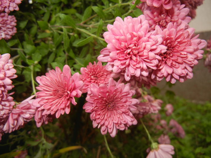Pink Chrysanthemum (2014, Nov.02)