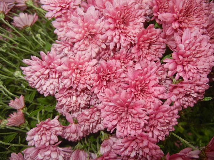 Pink Chrysanthemum (2014, Nov.02) - Pink Chrysanthemum