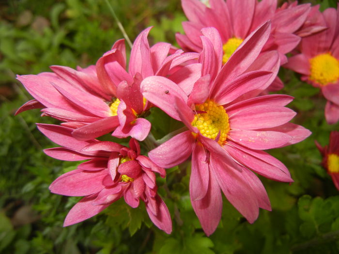 Purple & Yellow Chrysanth (2014, Nov.02)