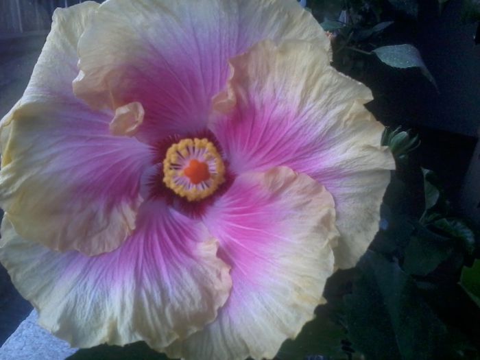 20141104_072147 - hibiscusi 2014-5