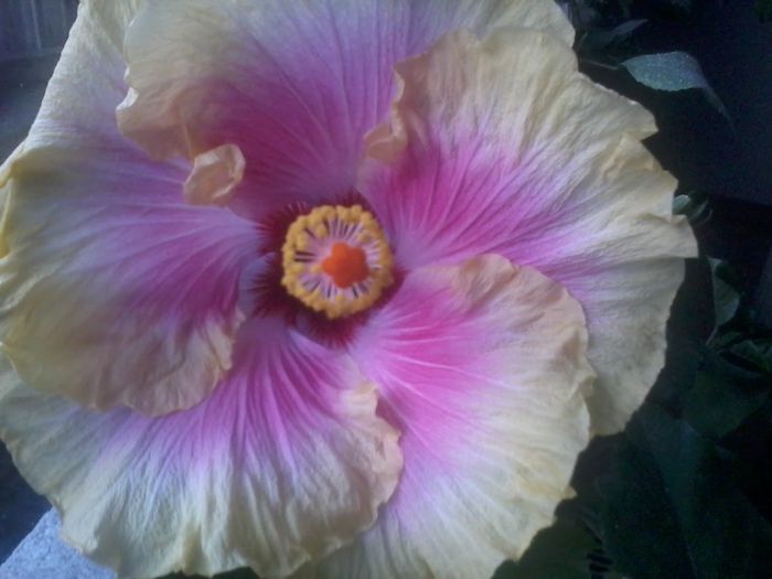 20141104_072151 - hibiscusi 2014-5