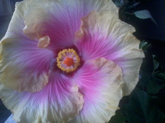 20141104_072155 - hibiscusi 2014-5