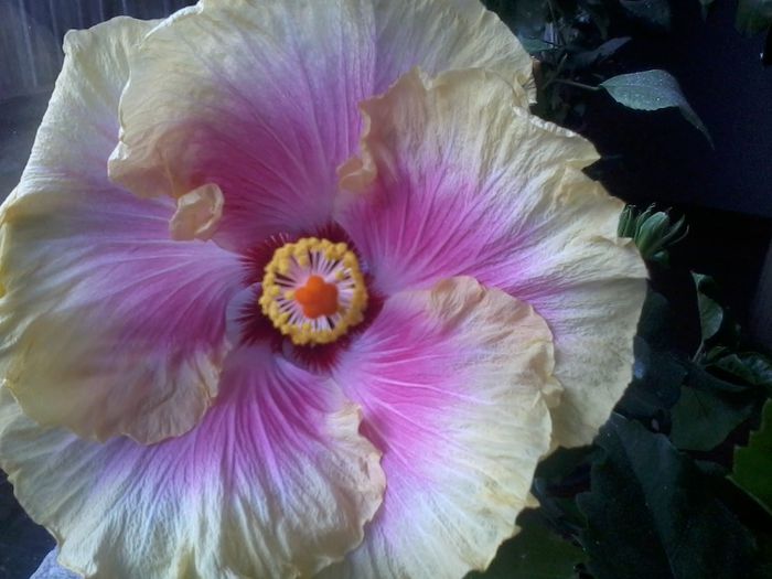 20141104_084121 - hibiscusi 2014-5