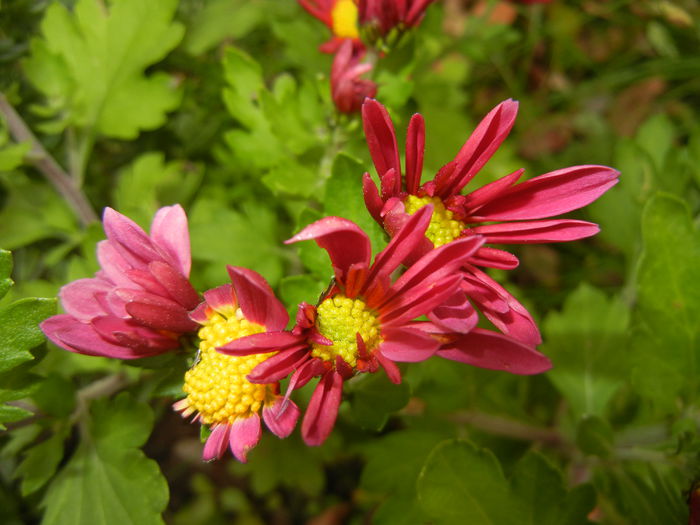 Purple & Yellow Chrysanth (2014, Nov.02) - Purple Yellow Chrysanthemum