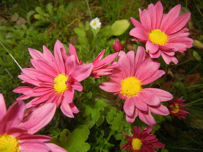 Purple & Yellow Chrysanth (2014, Nov.02)