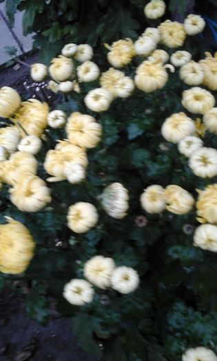 20141105_160327 - crizanteme