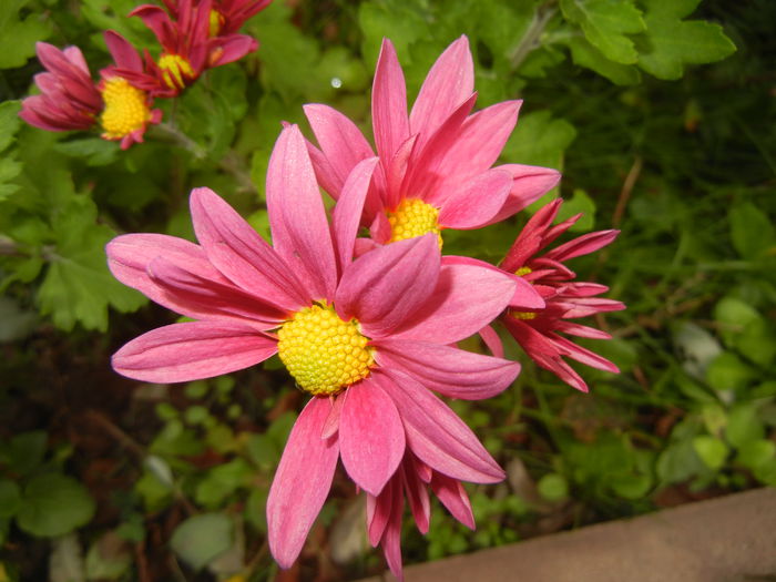 Purple & Yellow Chrysanth (2014, Nov.02) - Purple Yellow Chrysanthemum