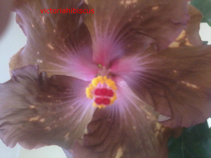 20141003_211614 - 000-hibiscusi deosebiti