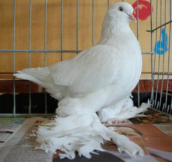 jucator vechi olandez - Porumbei in Lume