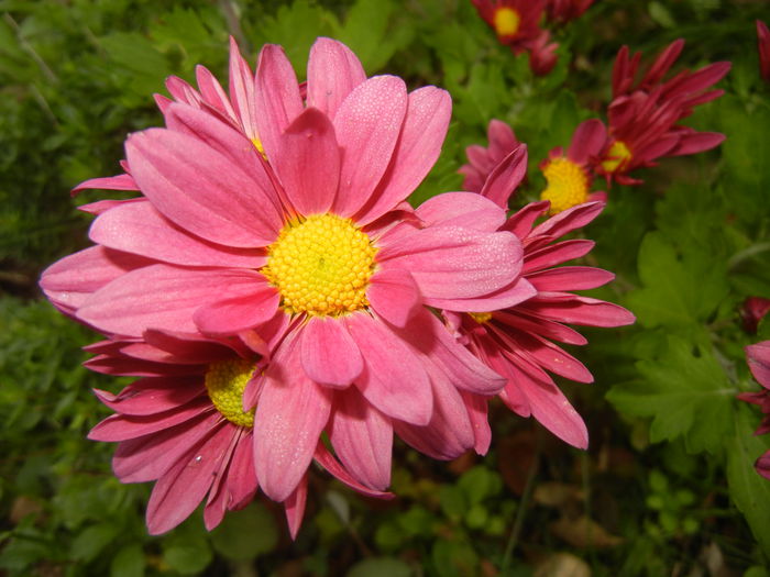 Purple & Yellow Chrysanth (2014, Nov.02) - Purple Yellow Chrysanthemum