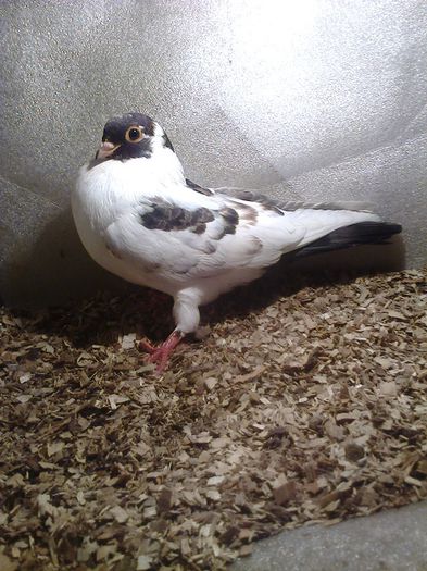 linia veche loc lung 2014