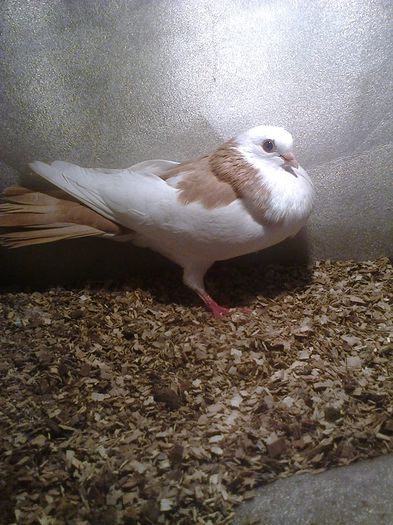 linia ff veche moriscara 2014