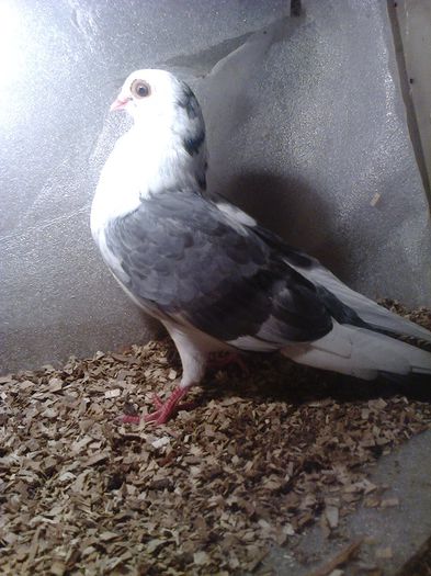 decupata cazatoare linia veche 2014