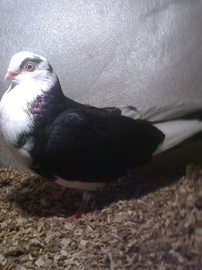 femela joc lung 2014