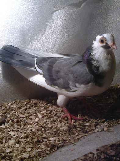 linia veche joc lung 2014