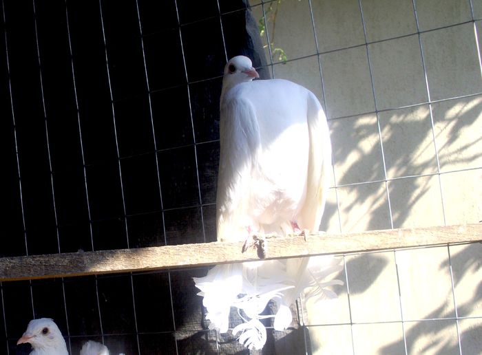 IMG_0843 - Porumbei rotati 2014