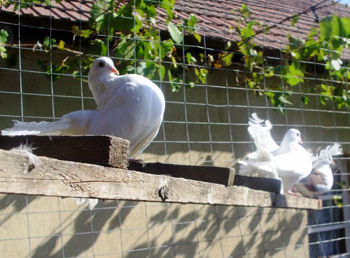 IMG_0845 - Porumbei rotati 2014