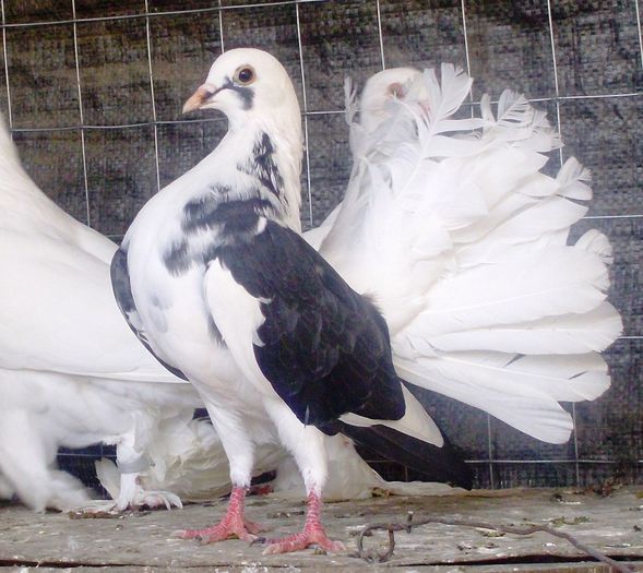 IMG_0853 - Porumbei rotati 2014