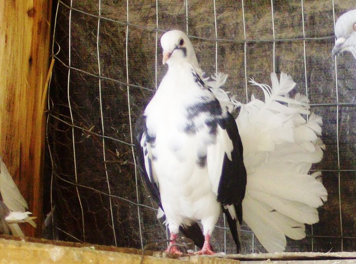 IMG_0869 - Porumbei rotati 2014