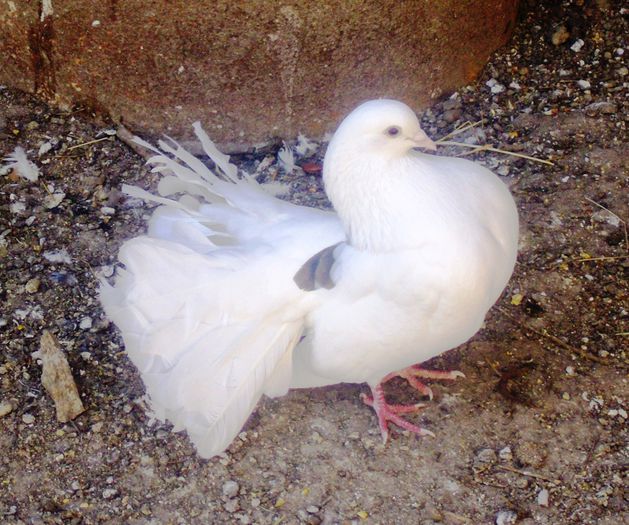 IMG_0875 - Porumbei rotati 2014