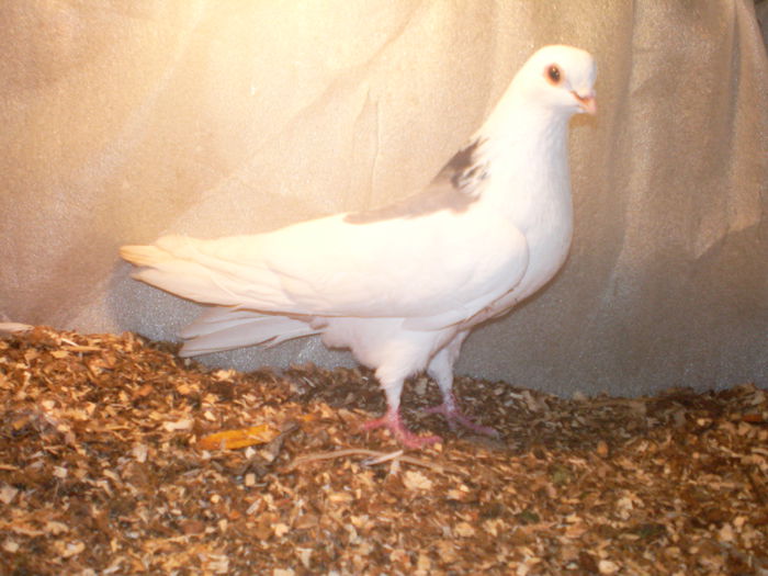 mascul cazator - Z-GALATENI CARE MI-AU APARTINUT