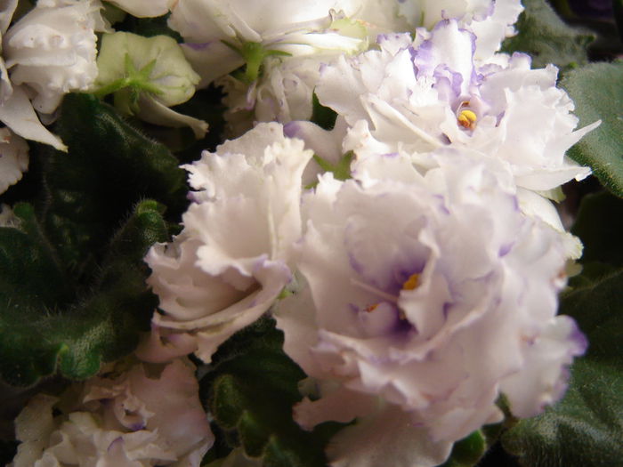 rs snegv aprelle 2 - violete