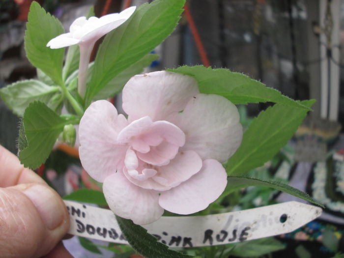 double pink rose - flori de noiembrie 2014