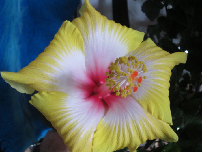 hibiscus - flori de noiembrie 2014