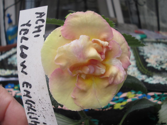 yellow english rose