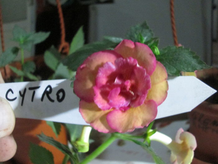cytro 2 - flori de noiembrie 2014