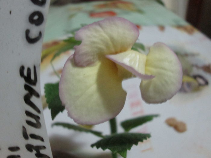 fortune cockie - flori de noiembrie 2014