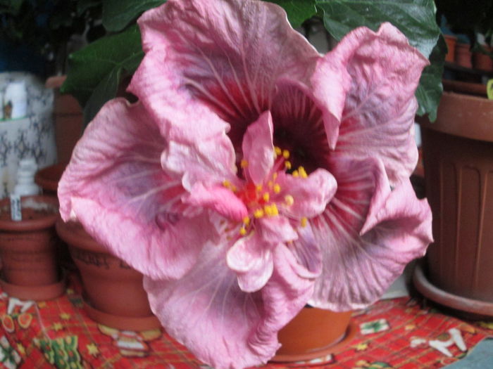 hibiscus - flori de noiembrie 2014