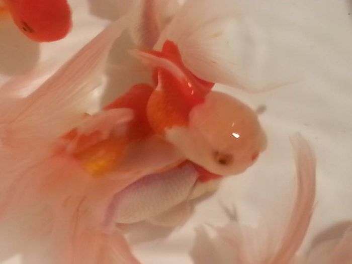 lion head 10 - carasi si koi