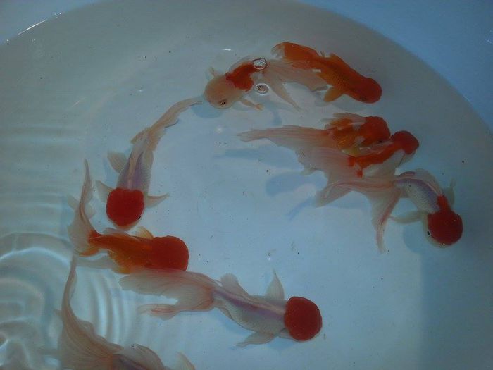 lion head 4 - carasi si koi